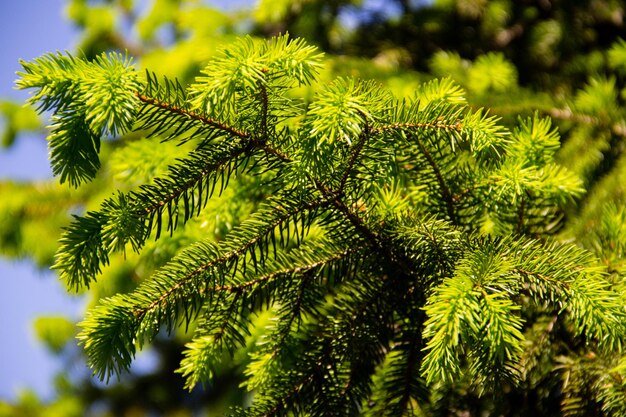 Young needles on fir tree branches at spring