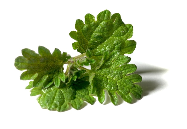 Young nettle leaf on a white background