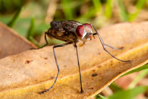 Young newborn house fly with closed wings - housefly baby