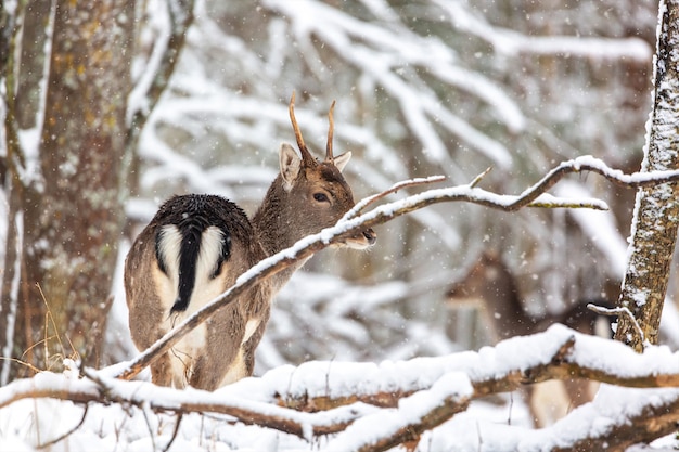 Giovani cervi nobili che stanno nella foresta di inverno durante la bufera di neve.