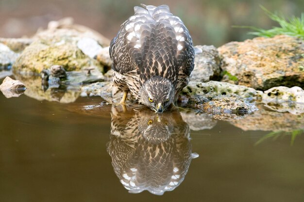 Young Northern goshawk female drinking at a natural water point in a pine and oak forest