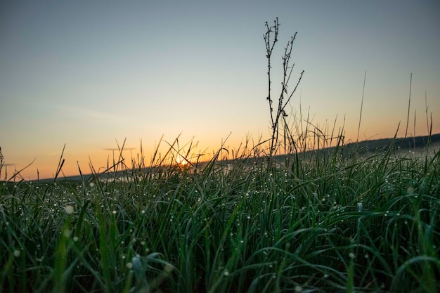 Giovani avena nel campo succosa erba verde falciata con gocce di rugiada nella morbida luce mattutina regione di ulyanovsk russia