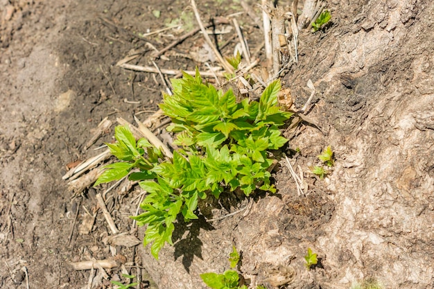 young offshoots in spring forest