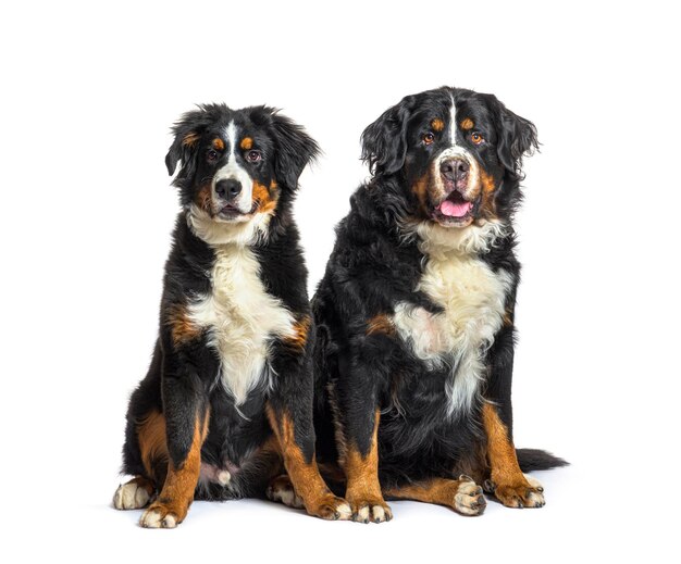 Photo young and old bernese mountain dogs sitting together isolated o