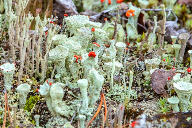 Young and old individuals of Cladonia cristatella or British Soldier lichen close up. Nature of Karelia, Russia