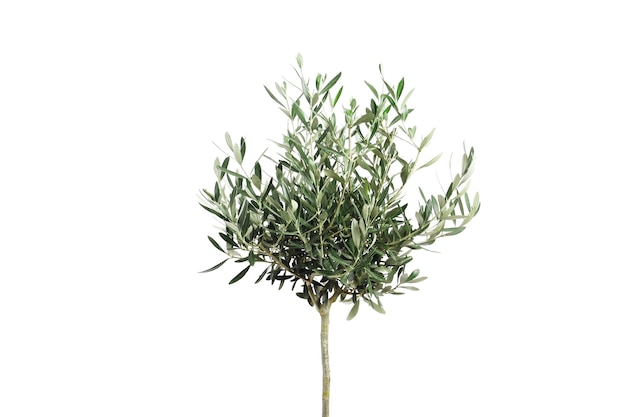 молодое оливковое дерево на светлом фоне. Место для текста