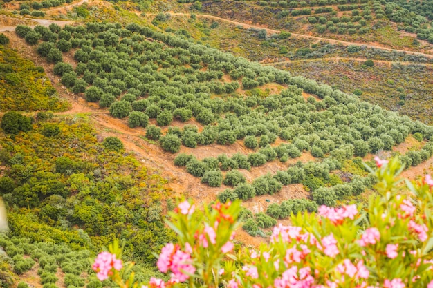 Young olive trees in the plantation, Greece.