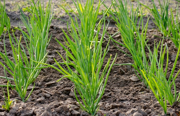 Young onions in the garden