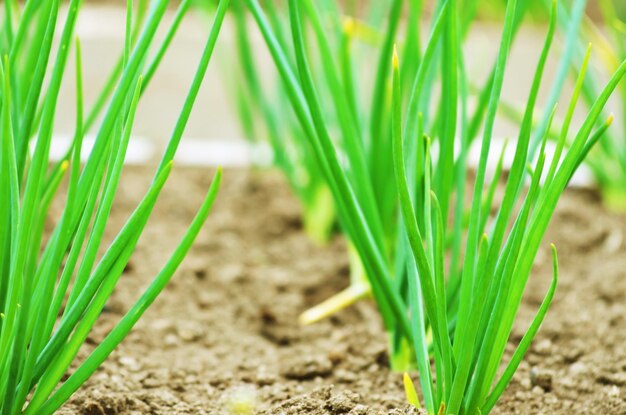 Young onions growing in rows in soil.