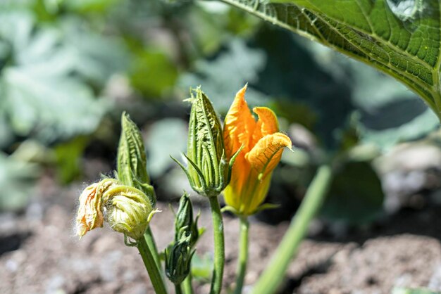 Young Orange ang green zucchini flowers close up growing in open ground seedbed food marrow squash