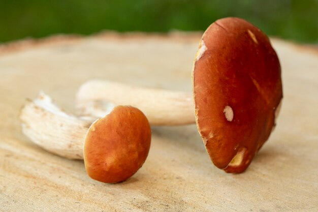 Young orange cap boletus mushrooms on a wooden stump Edible mushrooms Vegetarian food