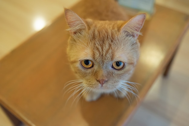 Фото Молодой котенок-котенок на столе в кафе
