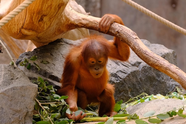 Photo young orangutan