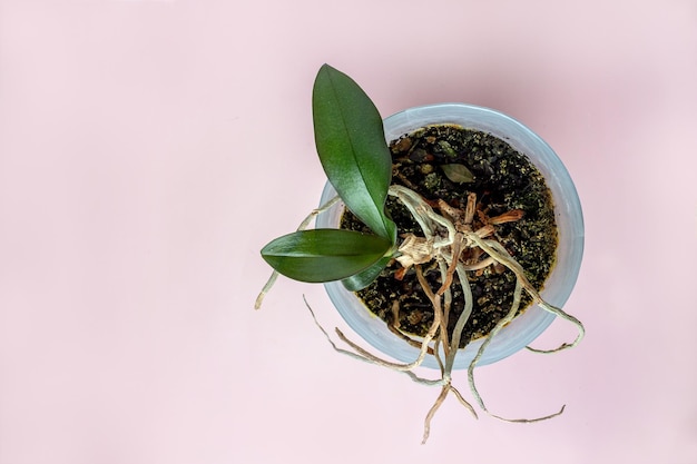 Young orchid sprout in a pot on a pink background selective focus copy space