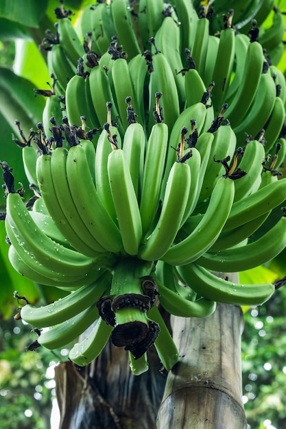 Молодые органические бананы, растущие на дереве в саду, крупным планом с выборочным фокусом