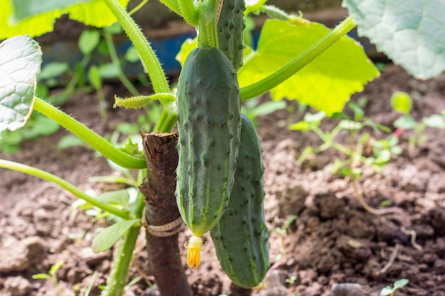 Foto giovani cetrioli biologici con fiori che crescono in serra