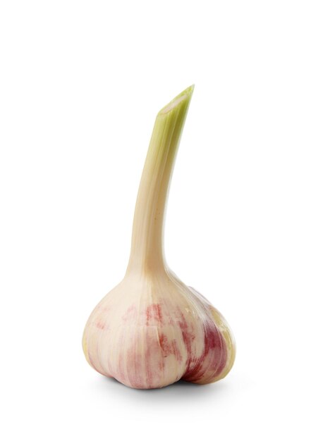 young organic garlic isolated on white background