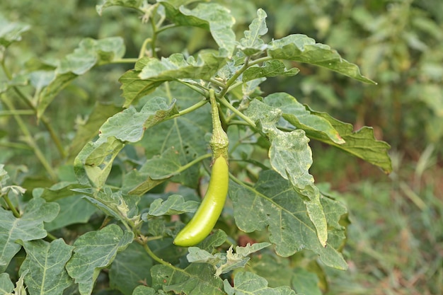 Young organic long eggplants in farm. harvesting with eggplant farm.