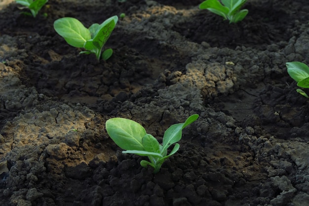 young organic tobacco bushes grow on the farm