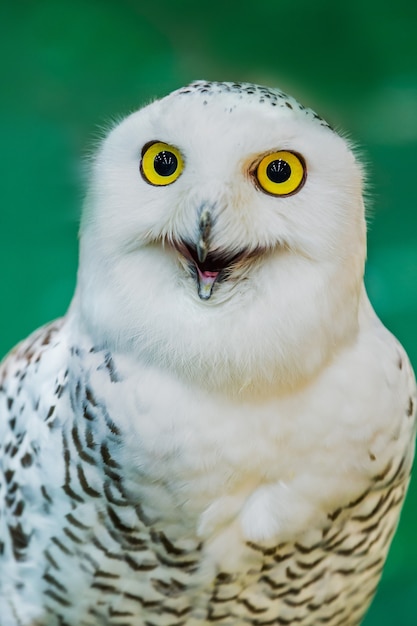 若いフクロウは革手袋に腰掛け