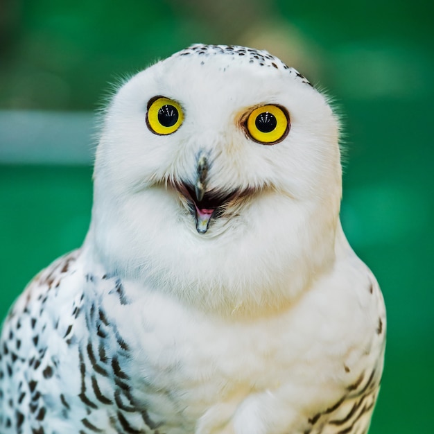 若いフクロウは革手袋に腰掛け