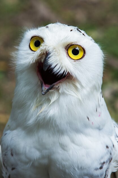 若いフクロウは革手袋に腰掛け