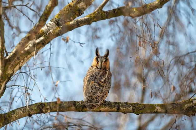 若いフクロウは木に座ってカメラを見ています