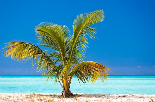 Young Palm Tree On Caribbean Beach Antigua