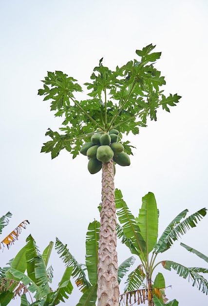 young papaya growing in the middle of the plantation