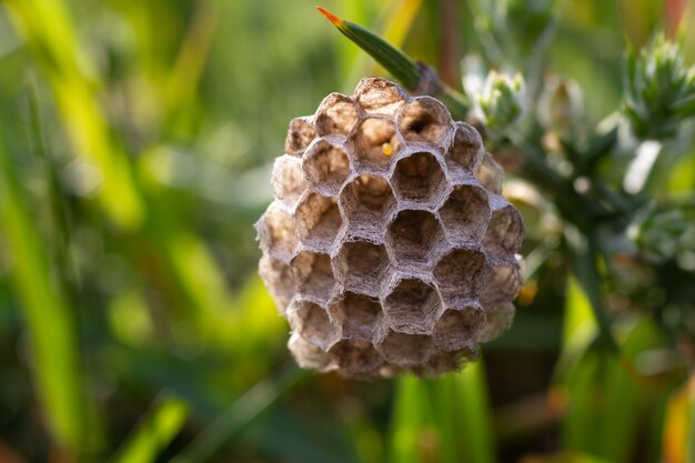 Young paper wasp queen on plant stem