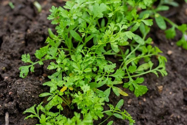Young parsley on the ground thin stalks of green young parsley grow on freshly plowed land