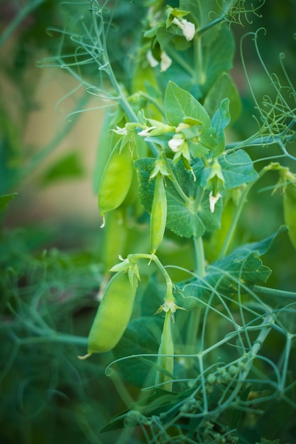 未熟なさやと若いエンドウ豆の茂み