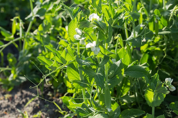 A young pea plant seedling,  sunlit in close up, growing outdoors in an garden.