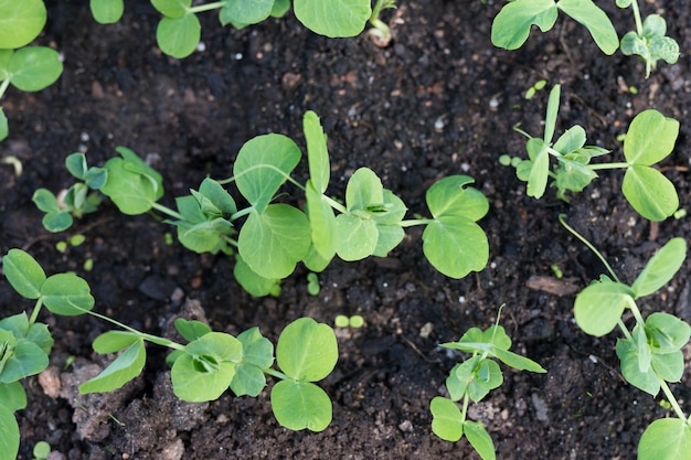 Young pea plants in early spring garden.
