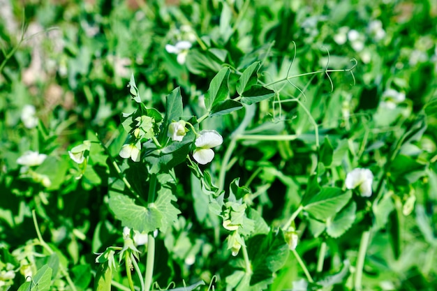 Young peas in garden