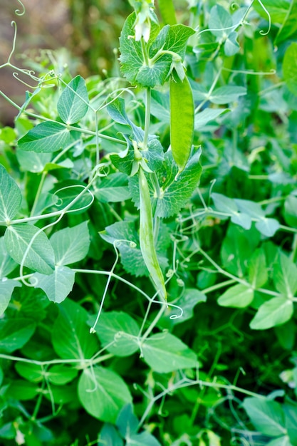 Young peas in the garden