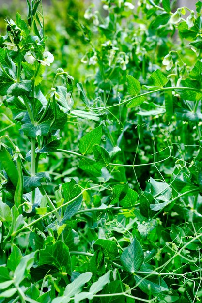 Young peas in the garden