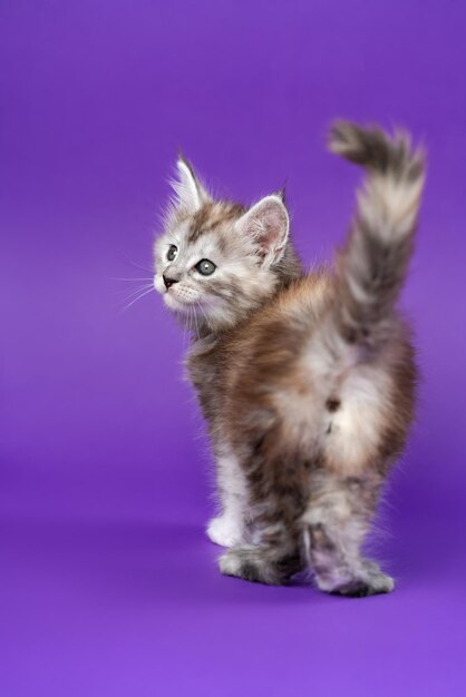 Young pedigreed maine coon cat black silver patched tabby stands on purple background raising tail