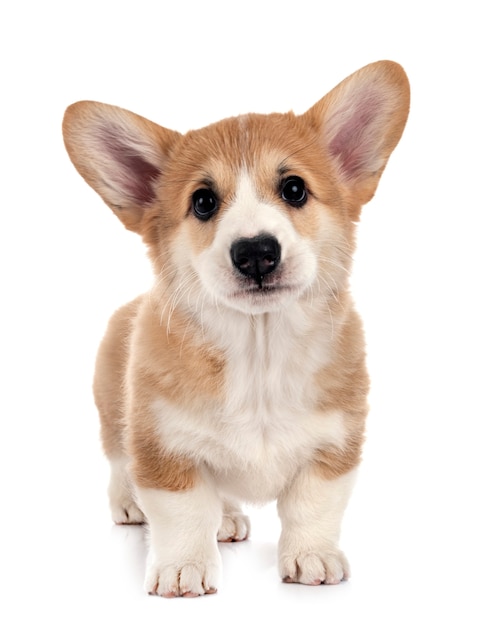 Young Pembroke Welsh Corgi in front of white background