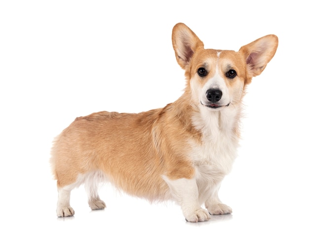 영 Pembroke 웨일스 어 Corgi 흰색 절연