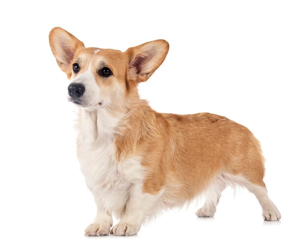 영 Pembroke 웨일스 어 Corgi 흰색 절연