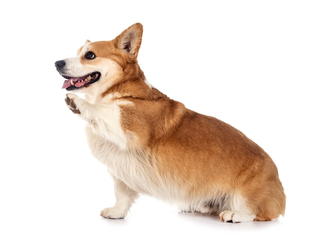 영 Pembroke 웨일스 어 Corgi 흰색 절연