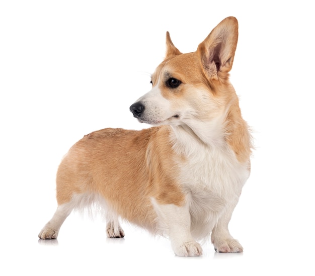 Giovane pembroke welsh corgi isolato