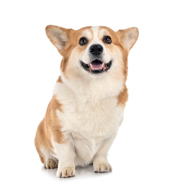 Photo young pembroke welsh corgi isolated