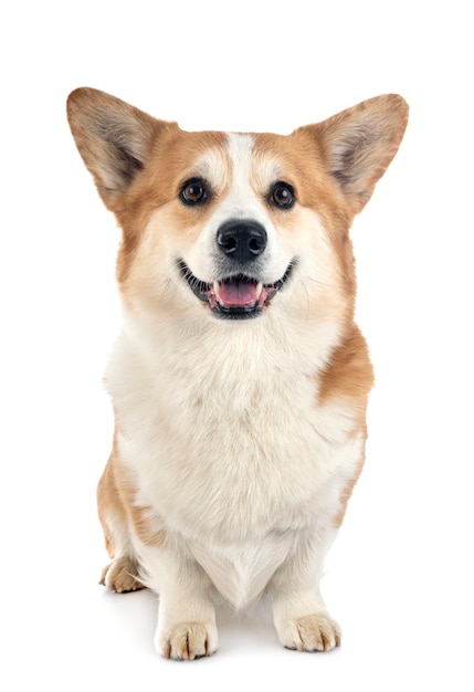 young pembroke welsh corgi isolated