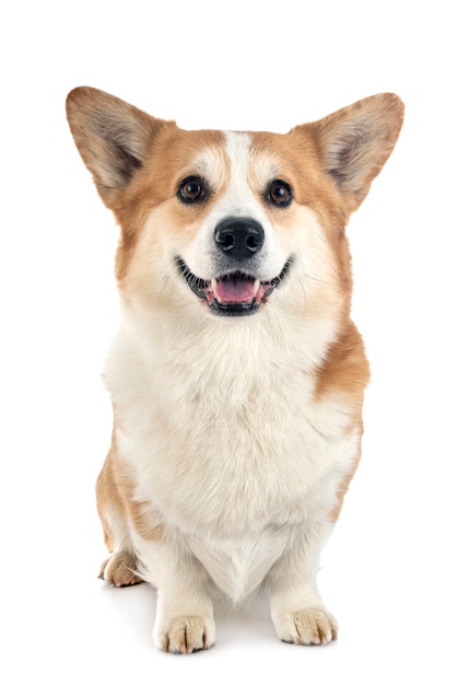 Young Pembroke Welsh Corgi isolated