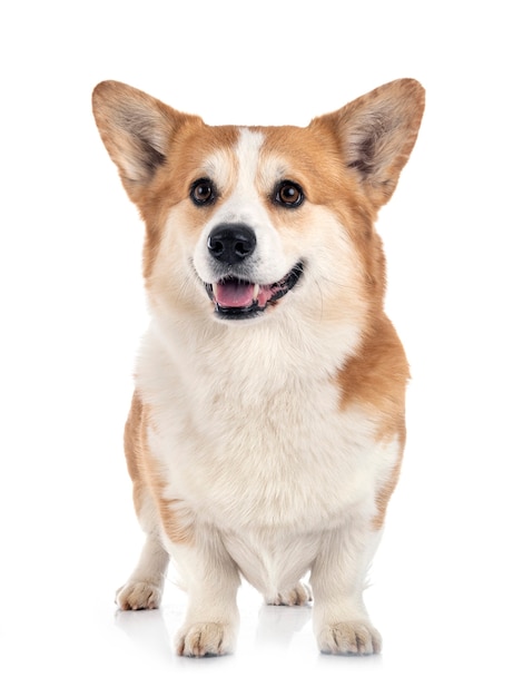 young pembroke welsh corgi isolated