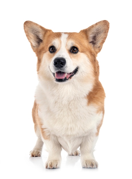 Young Pembroke Welsh Corgi isolated