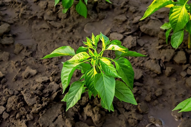 young pepper bush grows on a bed on a vegetable farm in the setting sun. vegetable cultivation