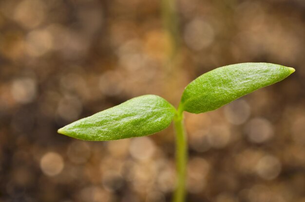 Young pepper plants growing in greenhouse. Agricultural Season. Spring Concept Of New Life.